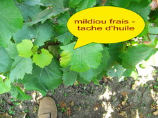 Champagne - mildiou - 2008 vintage - mildew